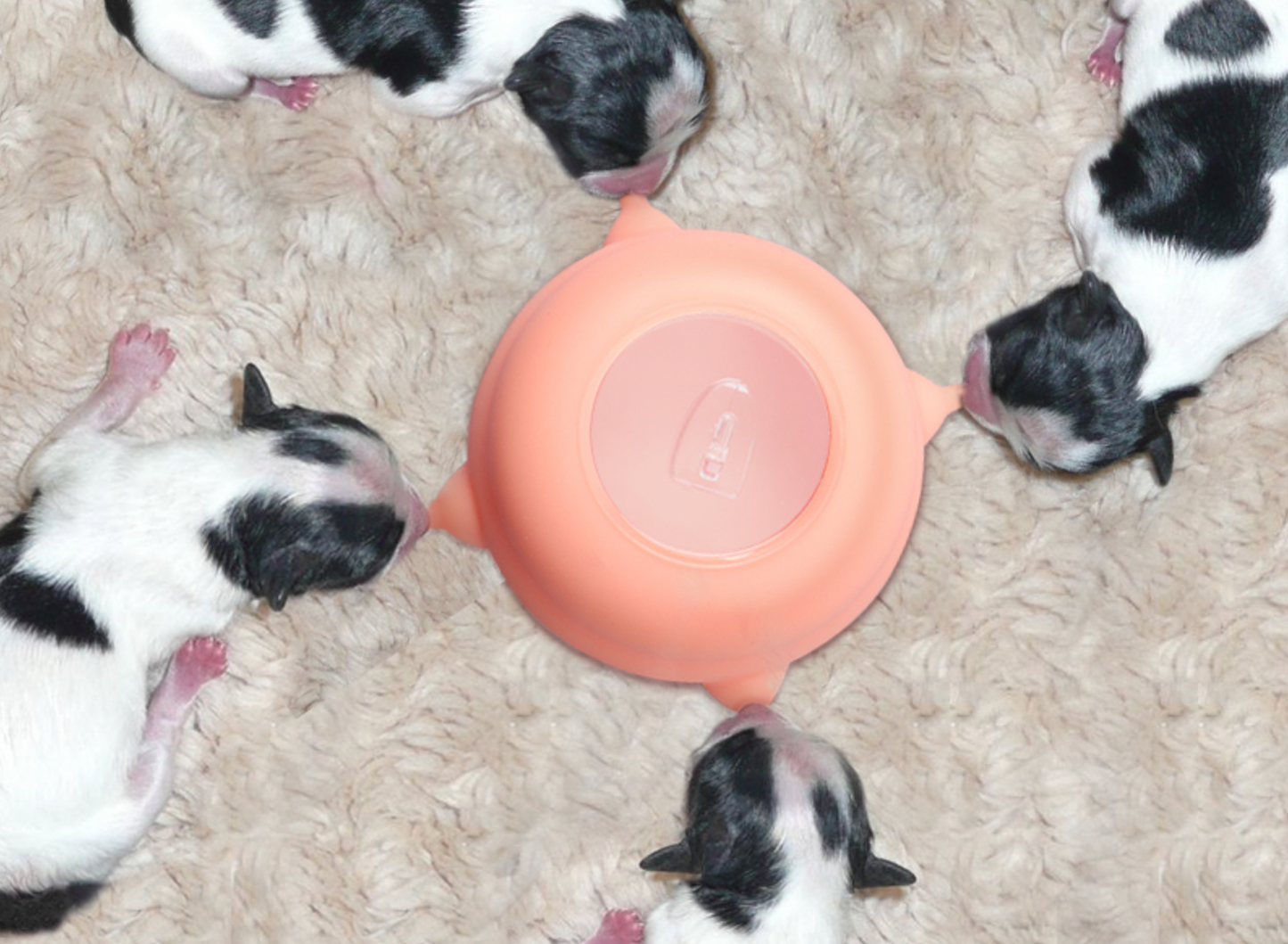 KittenFeeder™ Borstvoedingsset voor kittens